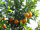 Akkarian Oranges , Aadbel