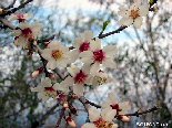 Almond Flowers , Aadbel