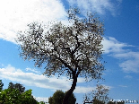 Almond Tree In Spring , Halba , Akkar