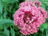 Alyssum Montanum, Flowers Of Aadbel, Akkar