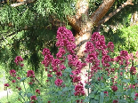 Alyssum Montanum, Flowers Of Aadbel, Akkar