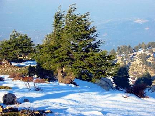 An Old Cedar With Snow Around