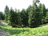 Apies Forest , Kobayat National Reserve