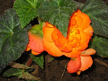 Orange Begonia