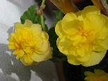 Yellow Begonia