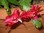 Bright Red Internal Flowers