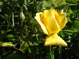 Bright Yellow Rose