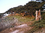 Cedars