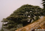 Cedars Barouk