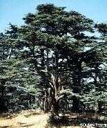 Cedars