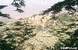 Cedars