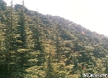 Cedars