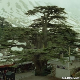 Cedars