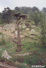 Cedars