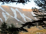 Cedars