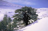 Cedars