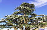 Cedars