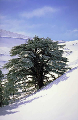 Cedars