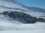 Cedars Covered in Snow