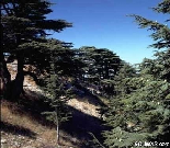 Cedars