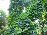 Convolvulus Bicolor