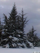 Cedars