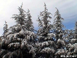 Cedars