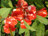 Ear Rings Flowers