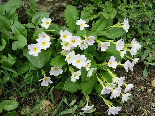 Flowers in El Kamoua National Park In Spring , Akkar