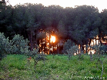 Explosive Sunset Behind The Pin Forest , Aadbel