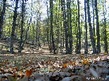 Filled With Dead Leaves , The Iron Oak Forest