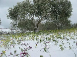 Flowers and Snow