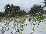 Flowers and Snow