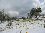 Flowers and Snow