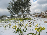 Flowers and Snow