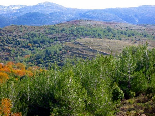 The Forests Of Gebrayel From Above