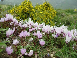 Full Of Cyclamen