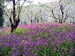 Full Of Flowers , The Heaven Of Bayno