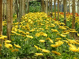 Gerbera Field