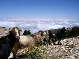 Goats Above The Clouds, Kamoua National Park