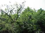 Green Trees , Bazbina Reserve