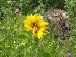 Helianthus Decapetalus Capenock Sta, Flowers Of Aadbel, Akkar