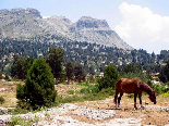 Horse In Face Of The Kamoua Pyramid