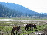 Horses in Kamoua