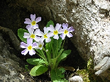 Wild Flowers - Spring 2005