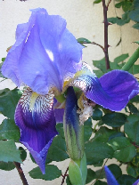 Iris Germanica