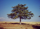 Hadath Al Jebbé