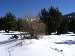 Kamou National Park in Winter