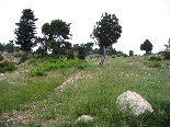 Kamoua National Park, The Biggest Forest In The Middle East