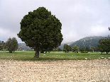 Kamoua National Park, The Biggest Forest In The Middle East - Kamoua Plains